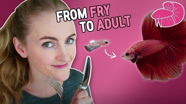 'Betta Fish Food - From Fry to Adult! What I Use'