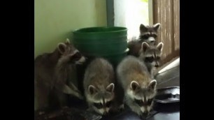 'Baby Raccoons with Mommy Stealing the Cat Food'