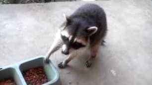 'Raccoon Stealing Catfood'