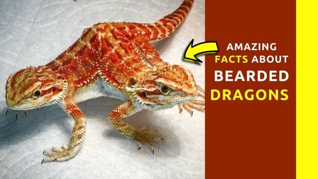 'fun facts about bearded dragons for kids Amazing Dragon lizard food,habitat,size and diet'