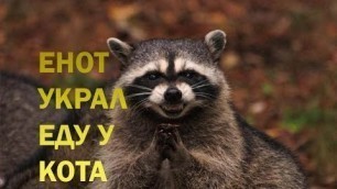 'Енот крадёт еду у Кота|Raccoon steals food from Cat'