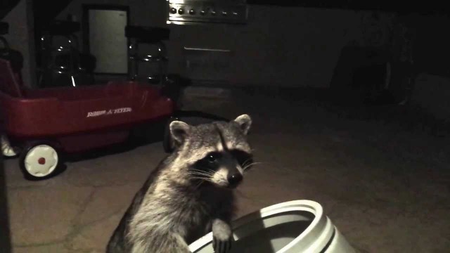 'Raccoon Bandit Steals Dog Food'