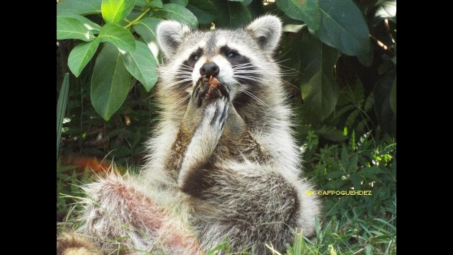 'OFFERING A COOKIE TO A CUTE#RACCOON INSTEAD HE RATHER STEAL THE#CAT\'S FOOD