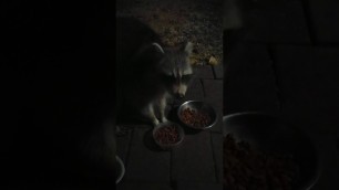 'Racoon stealing cat food!'