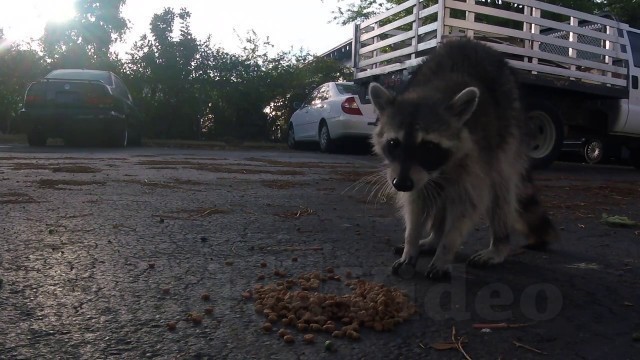 'Funny animals! Racoon steals cat food and GoPro camera.'