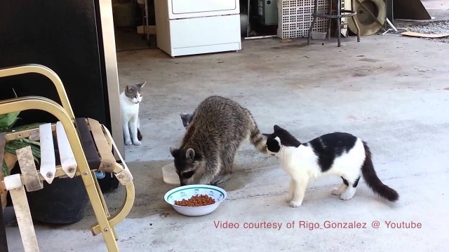 'Raccoon Steals Cat Food - now with Colour Commentary!'