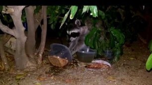 'Raccoon thief eating cat-food dip'