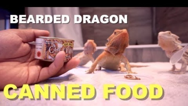'Feeding All My Bearded Dragons Canned Food !!!'