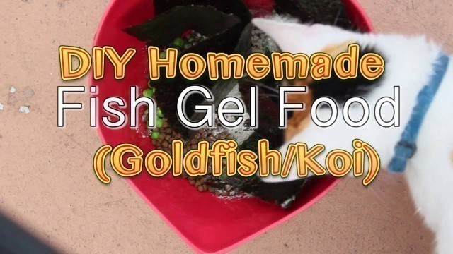 'DIY Homemade Fish Gel Food (Goldfish/ Koi)'