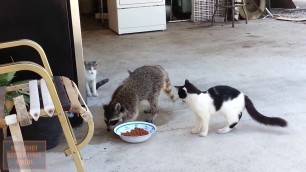 'Raccoon is stealing food from cats.'