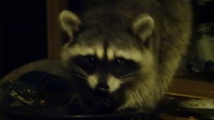 'Raccoon Eating Cat Food On Back Porch Spanaway 11 2014'