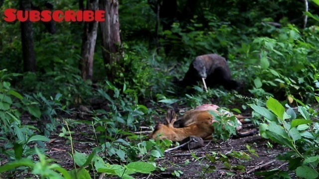 'komodo dragon eating goat'