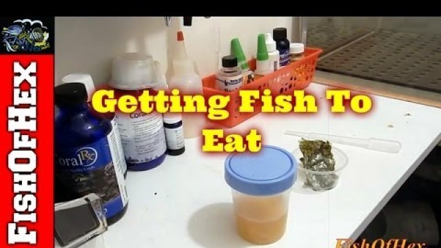 'How To Get Fish To Eat | Homemade Garlic Juice'