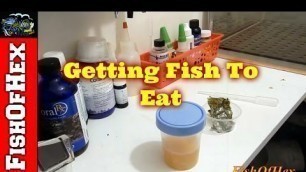 'How To Get Fish To Eat | Homemade Garlic Juice'