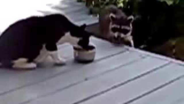 'Raccoon STEALS food from  cat'