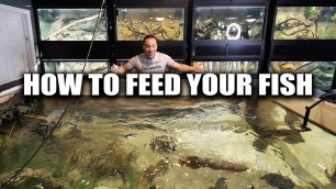'How to feed aquarium fish'