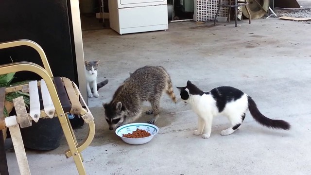 'Raccoon Steals Cats\' Food Original'