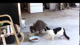 'Funny videos   Raccoon stealing food from the cats    Смешной прикол с енотом'