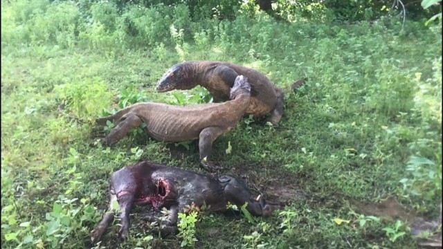 'Two male Komodo dragons fight for food'