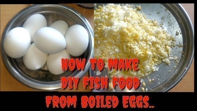 'How to make DIY fish food from Boiled Eggs'