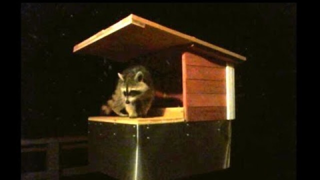 'Raccoon Possum Proof Cat Feeder - How to Build - Funny Raccoons trying to steal Cat Food'