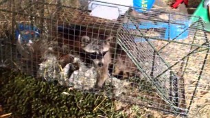 'Raccoon Caught Stealing Horse Cookies & Cat Food - Catch & Release - Rick Gore Horsemanship'