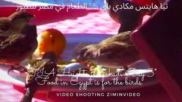 'TIA Heights Makadi Bay 5* Food in Egypt is for the birds Еда в Египте для птиц Тиа Хайтс ziminvideo'