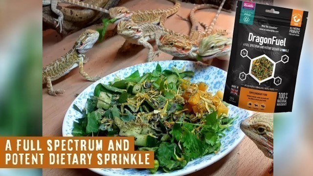 'All Natural Bearded Dragon Food! | DragonFuel by Arcadia Reptile'