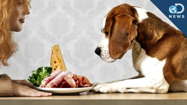 'Can Dogs Eat People Food?'