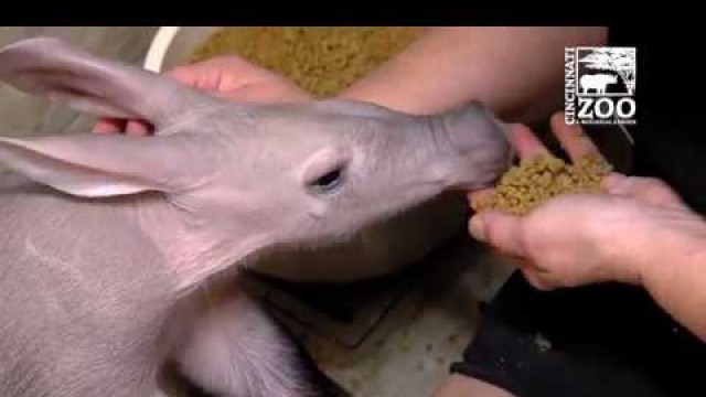 'Baby Aardvark Learning to Eat Solid Food - Cincinnati Zoo'