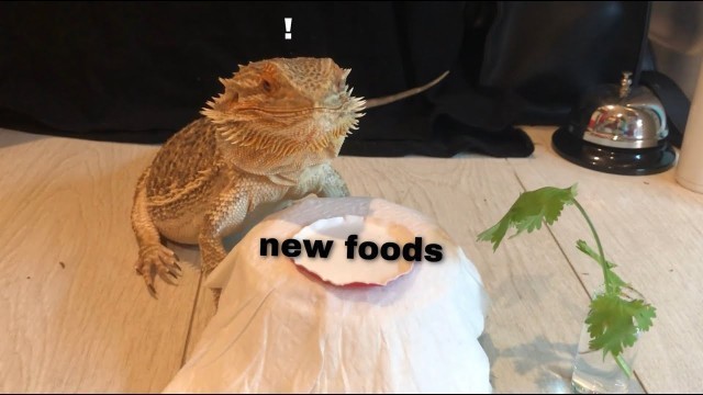'bearded dragon tries new foods'