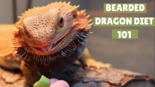 'BEARDED DRAGON DIET 101 | What you should feed your bearded dragon'