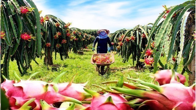 'Asian Dragon fruit Farming and Harvest - Dragon fruit cultivation and process in Factory'