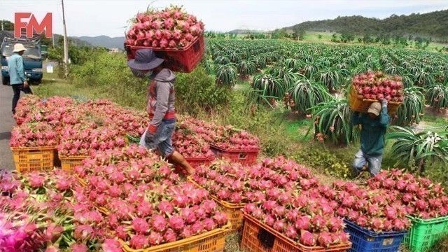 'Amazing Modern Dragon Fruit Processing Factory, How To Farming Harvest Fruit & Product Process'