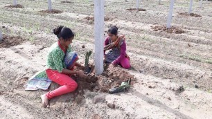 'DRAGON FRUITS PLANTATION'