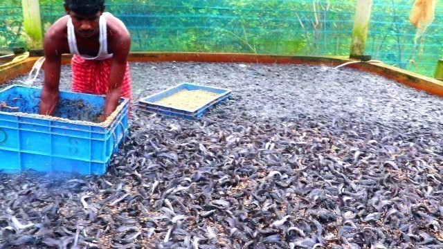 'Million Catfish Eating Food In Hatchery||Hybrid Magur Fish Farming Business In India||part 63'