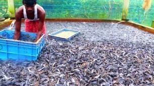 'Million Catfish Eating Food In Hatchery||Hybrid Magur Fish Farming Business In India||part 63'