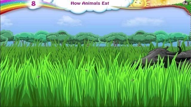 'Learn Grade 3 - Science - How Animals Eat'