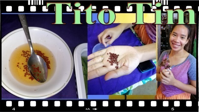 'Home Grown Food Coloring (Annatto or Atsuete) Expat Iloilo Philippines'