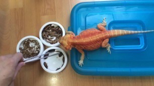 '鬆獅蜥食物選擇:bearded dragon food challenge'