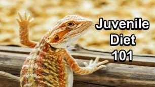 'Juvenile Bearded Dragon Diet 101'
