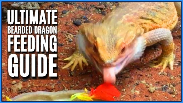 'Bearded Dragon Diet and Full Feeding Guide - How, What, and How Often to Feed your Bearded Dragon'