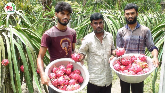 'বাড়ির আঙ্গিনায় ড্রাগন চাষে বাড়তি আয় ||  dragon fruit farming'