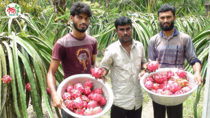 'বাড়ির আঙ্গিনায় ড্রাগন চাষে বাড়তি আয় ||  dragon fruit farming'