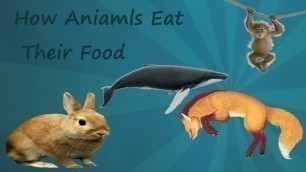 'How Animals Eat Their Food | Reckless Gaming Style'