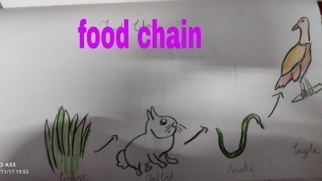 '//food chain//drawing of food chain process of living thing// //science food chain drawing//'