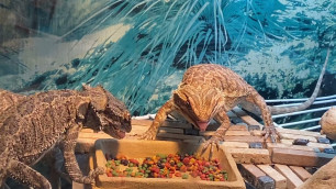 'Dry FOOD to LEAVE in TANK for Bearded Dragons'