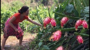 'Survival skills Find dragon fruit Natural for food   eating delicious'