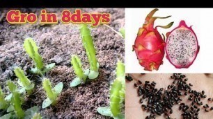 'Grow in 8 Days Dragon fruit from seed  by motivation life'