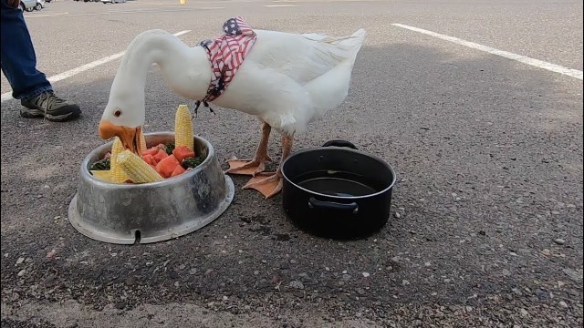 '\"Birthday Meal\" for Pet Goose George™ at Walmart'